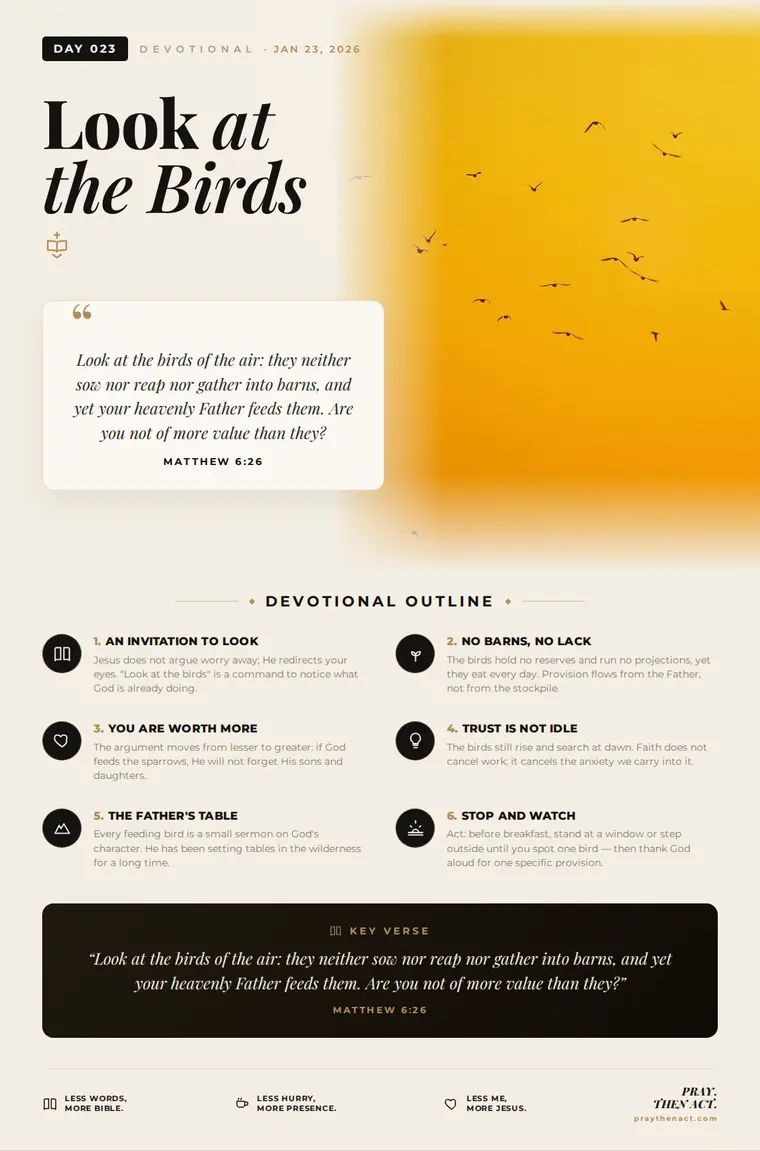 Day 023 — Look at the Birds